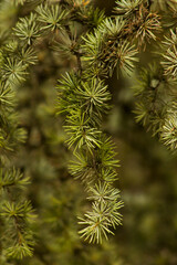 Fresh,green coniferous branches of pine tree on blur background.