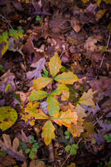 Oak Sapling on Forest Floor in Clifty Creek Park, Southern Indiana