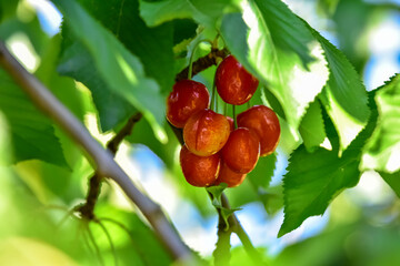 Cherry berry on a blurry background of cherry branch. Selective focus.