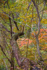 Autumn Foliage  in Clifty Creek Park, Southern Indiana