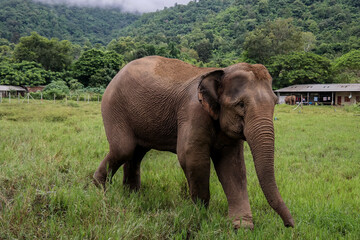 Słoń spacerujący po dżungli w Tajlandii - obrazy, fototapety, plakaty