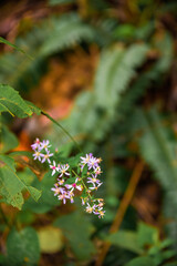 Asters and Foliage  in Clifty Creek Park, Southern Indiana