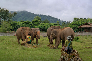 Opiekunowie wolontariusze zajmują się słoniami w parku naturalnym w Tajlandii w Azji - obrazy, fototapety, plakaty