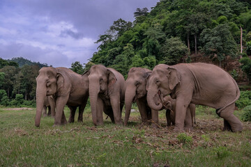 Słonie w naturalnym parku w Tajlandii, w Azji
