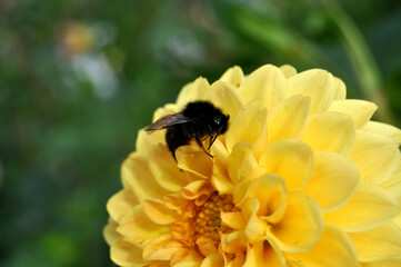 bee on yellow flower