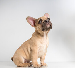 Portrait of a french bulldog puppy on a white background.