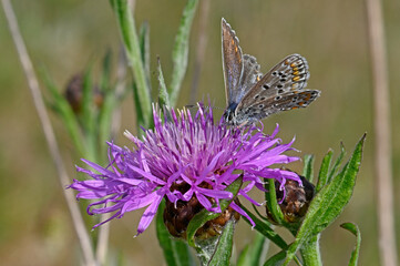 weiblicher Hauhechel-Bläuling (Polyommatus icarus) - female Common blue