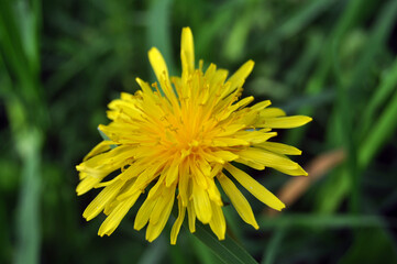 Yellow dandelion close up