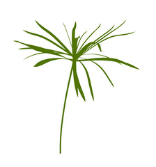 umbrella sedge plant