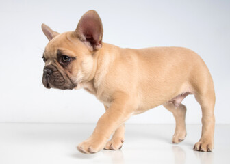 Portrait of a french bulldog puppy on a white background.