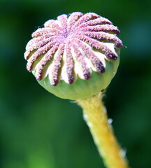 Kapselfrucht des roten Mohns