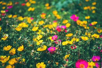 Colorful flowers in a farming field, beautiful natural background.