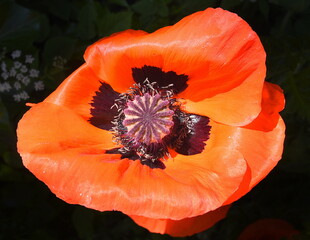 Orangerote, offene Mohnblume