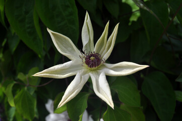white clematis flower close up