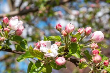 Apple tree flowers. Spring time