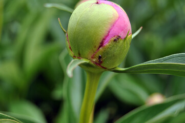 closed bud of pink peony with an ant