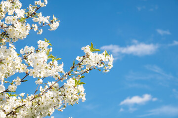 Cherry tree with flowers and blue sky. Copy space