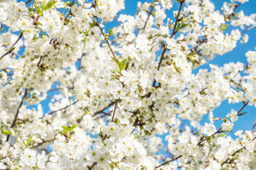 Cherry tree with flowers. Spring tree flowers background