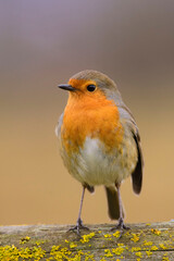 A european robin (Erithacus rubecula)