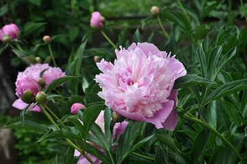 soft pink blossoming peony in the green
