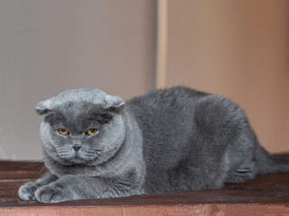 Grey Scottish angry cat. Lying on a wooden table. In the background is a gray wall. Pets. The cat was offended. Evil. Emotions of animals. A purebred cat. Yellow eye.