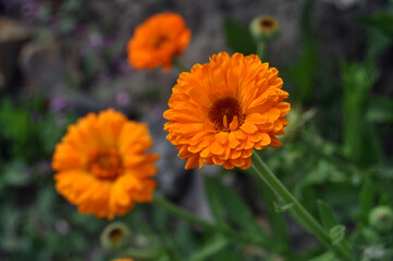 orange flower close up on grass background