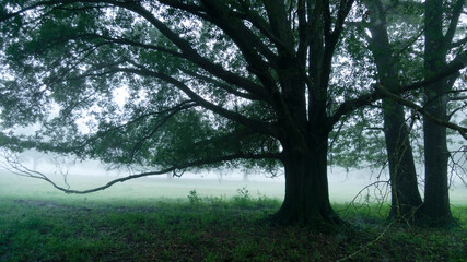 Rustic oaks in an uncultivated meadow on a foggy, misty morning