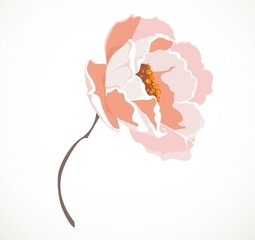 Pink flower isolated on a white background