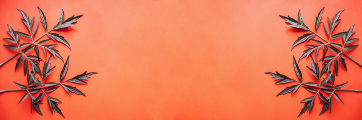 Vegetable banner. Dark elderflower leaves on a red background.