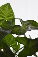 Portrait close up photo of syngonium podophyllum arrowhead plant
