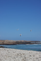 seagulls flying in a blue sky over a beautiful beach