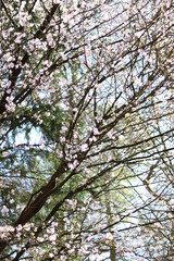 branches of a blossom tree