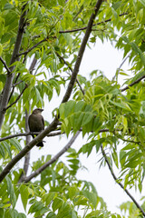 Brown-headed Cowbird A1R_3449