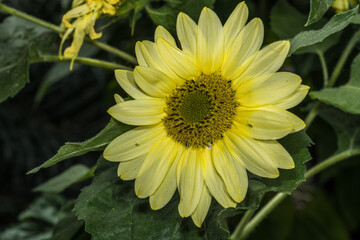 Common Sunflower (Helianthus annuus)