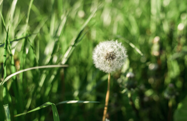 Dandelion seeds in the morning sunlight blowing away across a fresh green background. Summer and nature concept