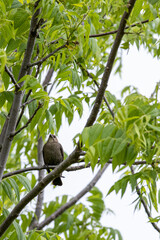 Brown-headed Cowbird A1R_3450