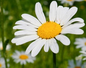Fototapeta premium daisy in the grass