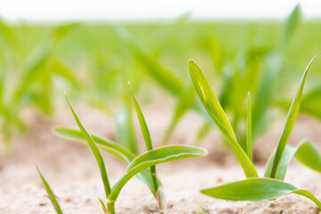 close up of young grass plant green wheat growing on agricultural field, agriculture, defocus