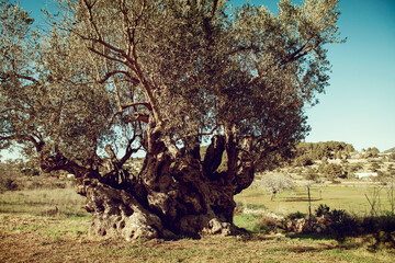 Mediterranean olive field with old olive tree ready for harvest. - 355029024