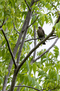 Brown-headed Cowbird A1R_3453