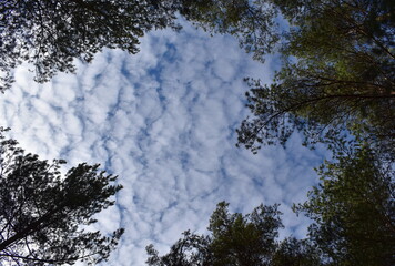 Obraz na płótnie Canvas Sky with white clouds and the tops of the trees