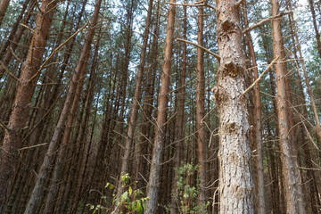 Dark pine woods in southeastern Brazil