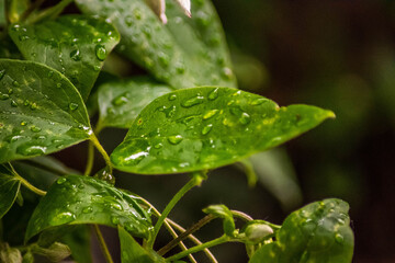 green leaf with water drops after rain