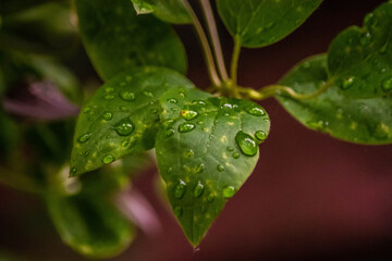 water drops on a leaf after rain
