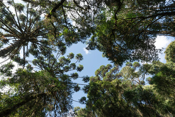 Fototapeta premium Top of the trees of pine woods in southeastern Brazil