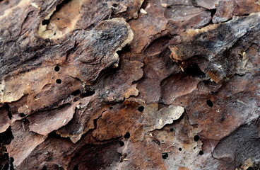 Old brown tree bark close up