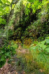 Obraz premium Mur végétal naturel