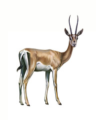  Eudorcas thomsonii © Liliya