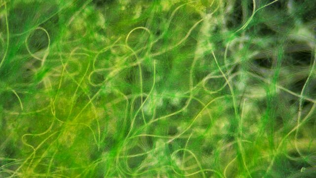 Green algae of the cyanobacteria Oscillatoria under the microscope, the family Oscillatoriaceae, the threads in the colonies can slide and move to the light source for photosynthesis. It is believed