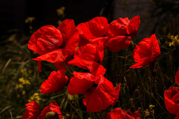 Flowers red poppies bloom in wild field. Beautiful field of red poppies with highlighted focus. Soft light, focus blur. Toning. Creative Processing Natural Background. Natural drugs